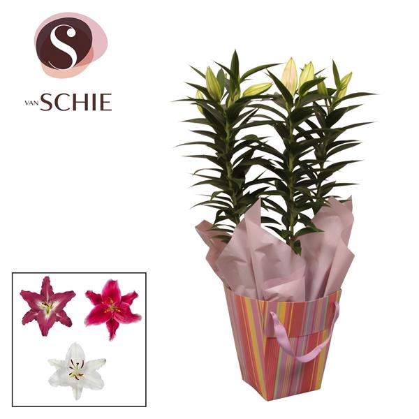 <h4>Oriental 17cm Bag STRIPES</h4>
