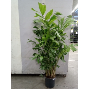 Caryota mitis