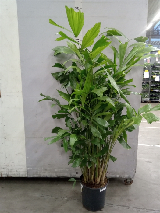 <h4>Caryota mitis</h4>