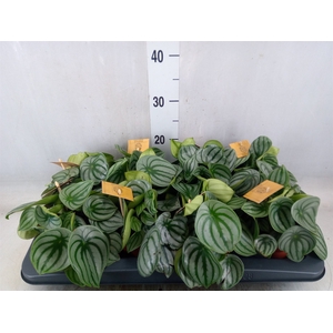 Peperomia argyreia