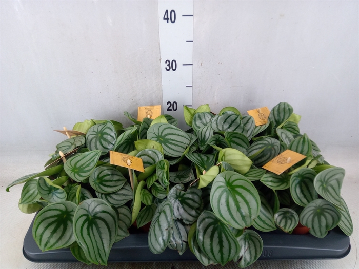 <h4>Peperomia argyreia</h4>