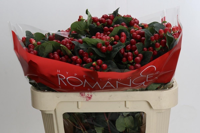 <h4>HYP TRUE ROMANCE</h4>