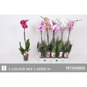 PHAL GEM 5 KL