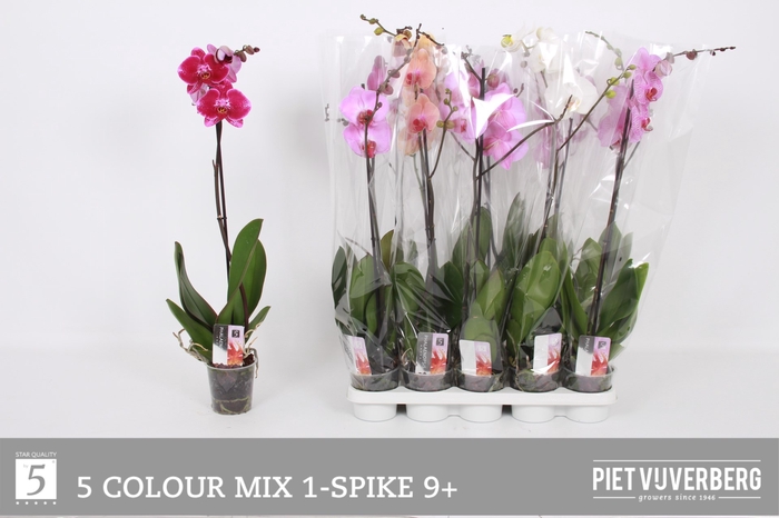 <h4>PHAL GEM 5 KL</h4>