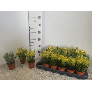Euonymus Mixtray P9