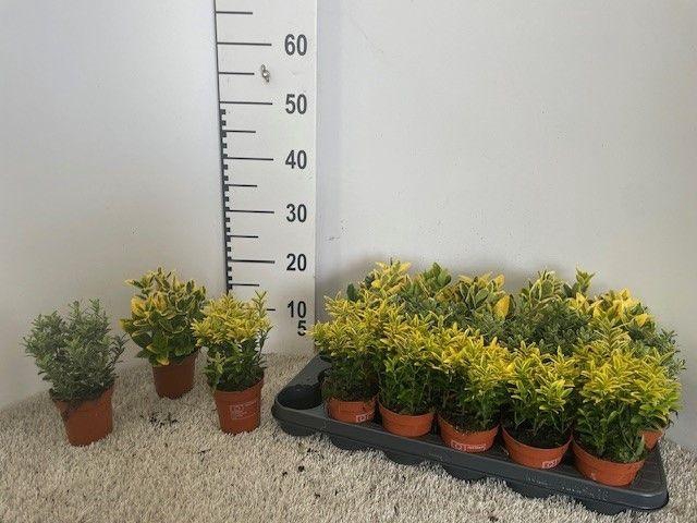 <h4>Euonymus Mixtray P9</h4>