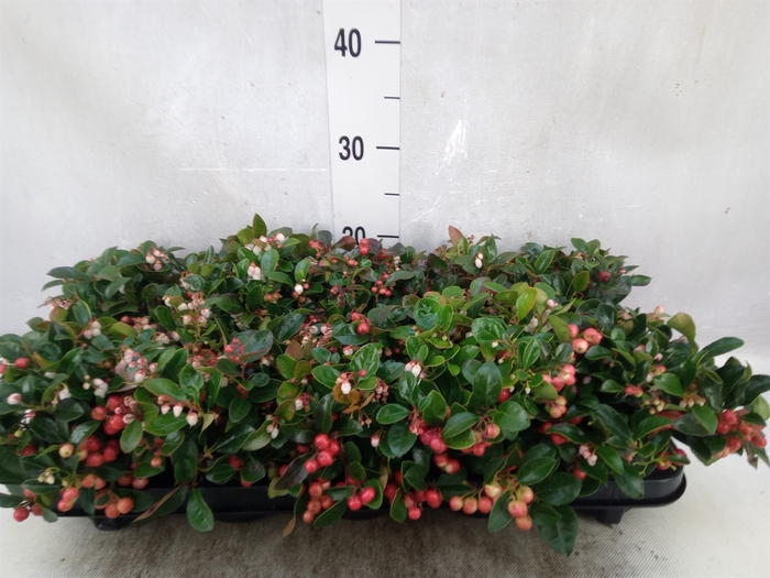 <h4>Gaultheria proc. 'Big Berry'</h4>