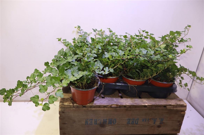 <h4>arr8 Hed He Wonder</h4>