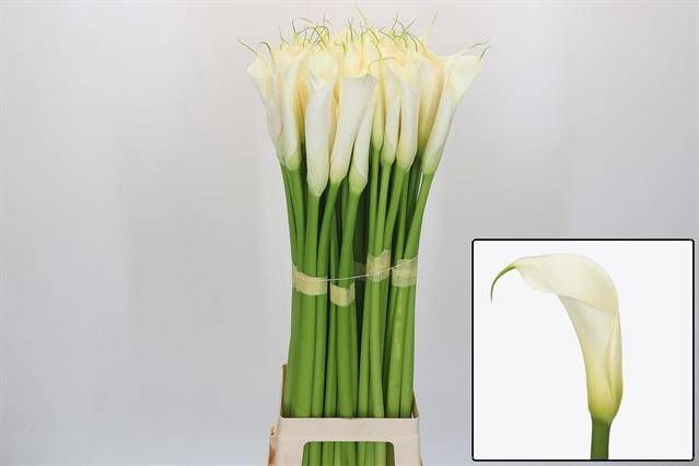 <h4>ZANT AE EYD WHITE</h4>