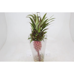 ANANAS ROSA GIGANTE
