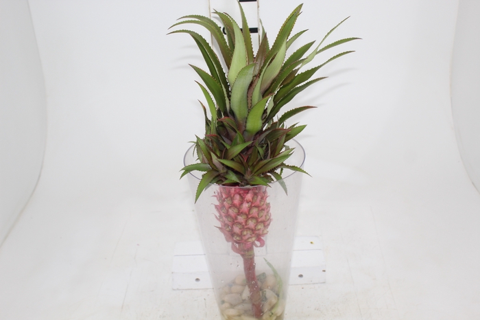<h4>ANANAS ROSA GIGANTE</h4>