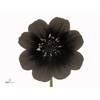 COSMOS BLACK BEAUTY