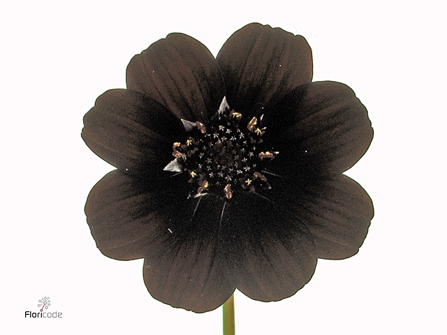 COSMOS BLACK BEAUTY