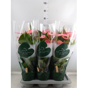 Anthurium andr. 'Colorado'