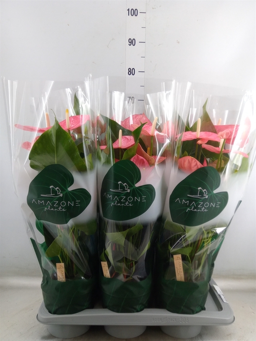 <h4>Anthurium andr. 'Colorado'</h4>