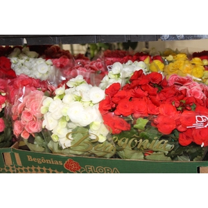 BEGONIA P15