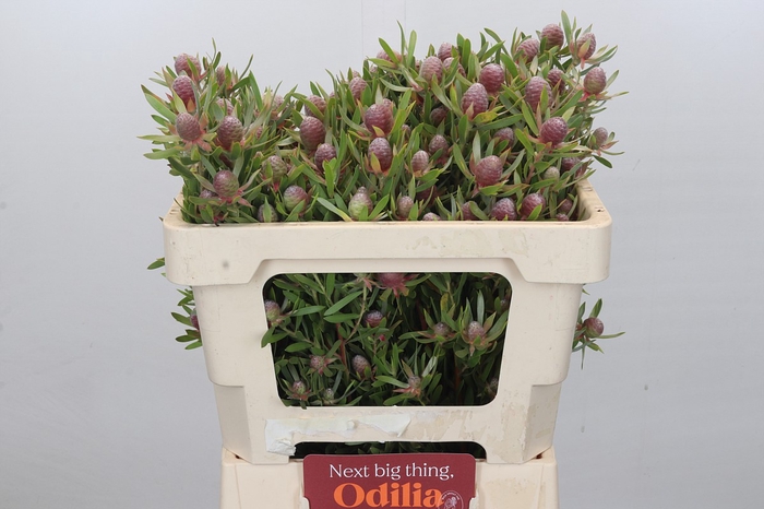 Leucadendron Ayoba Star Pearl