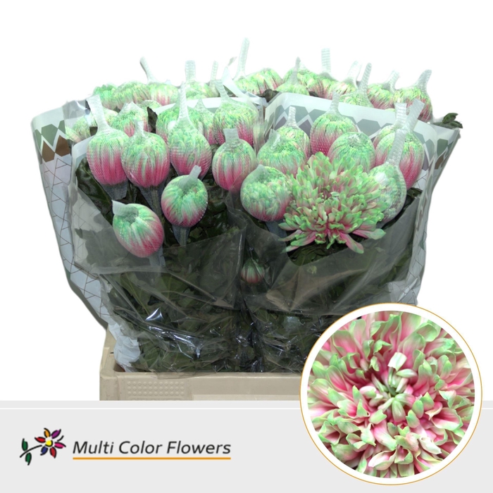 <h4>Chr. G 'Antonov' DYED Watermelon</h4>