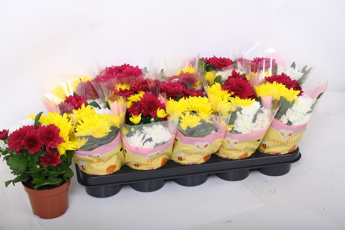 <h4>CHRYS GEM IN POT</h4>