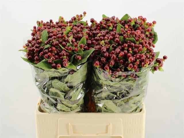 <h4>HYP MAG CHERRY</h4>