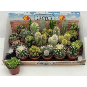 CACTUS GEM