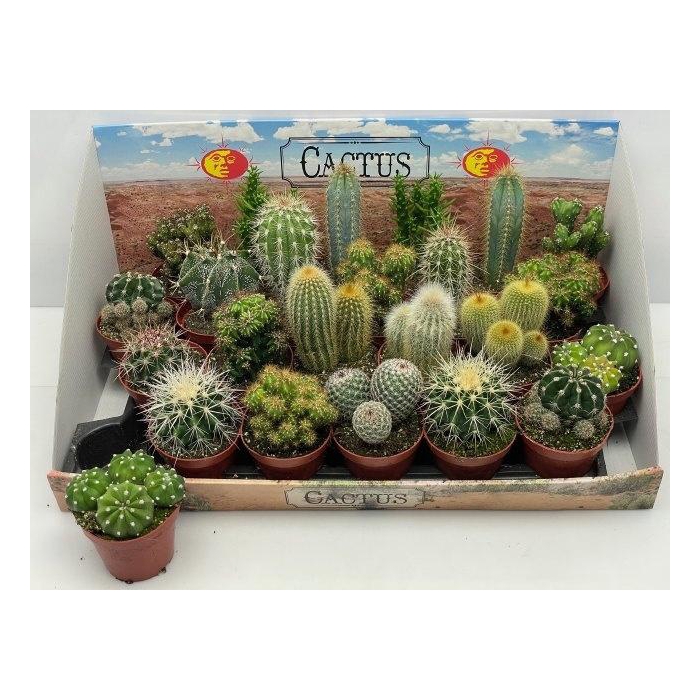 <h4>CACTUS GEM</h4>