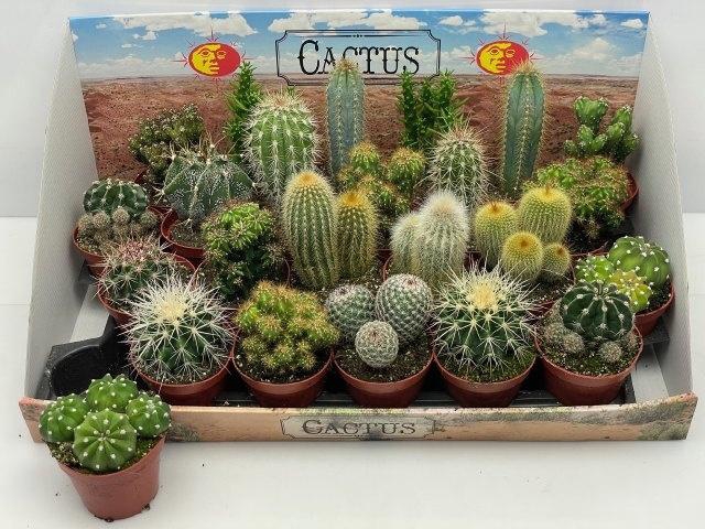 <h4>CACTUS GEM</h4>