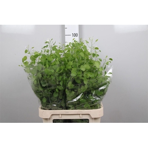 Lunaria Ann Groene P
