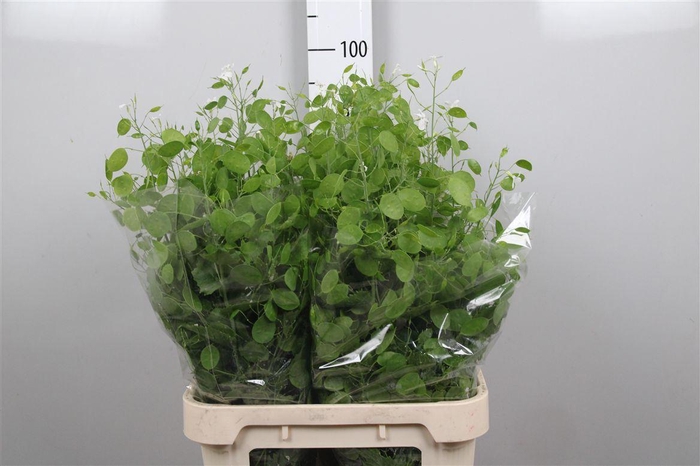 <h4>Lunaria Ann Groene P</h4>