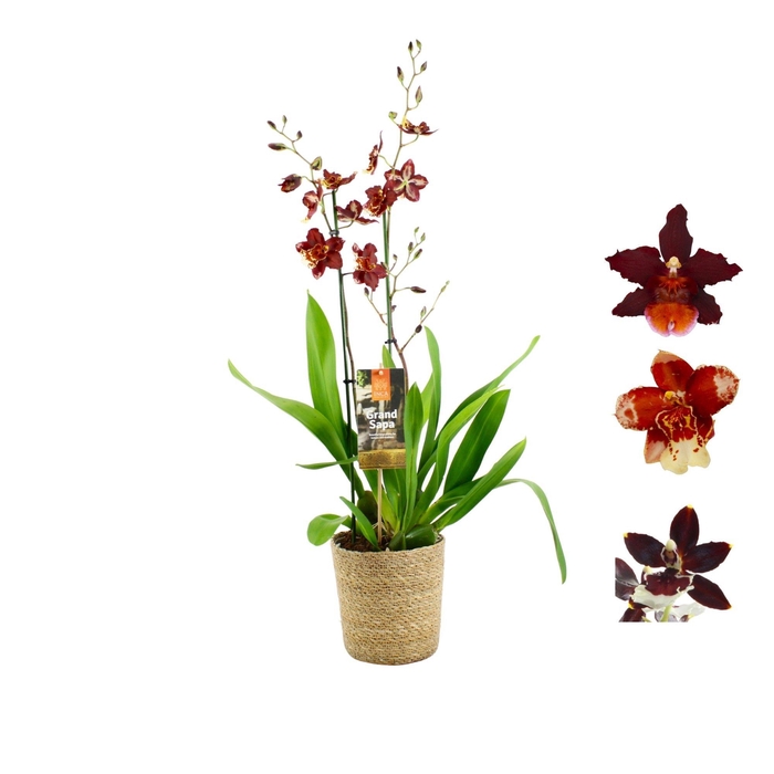 <h4>Inca Grand Sapa Cambria 2 spike mix 17cm touve in luxury basket</h4>