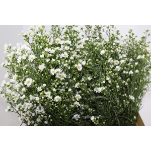 ASTER BRANCO 070 CM