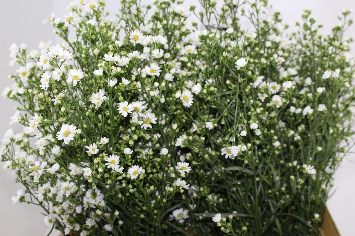 ASTER BRANCO 070 CM