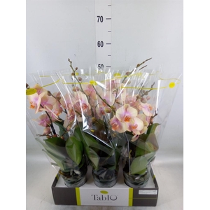 Phalaenopsis   ...yellow