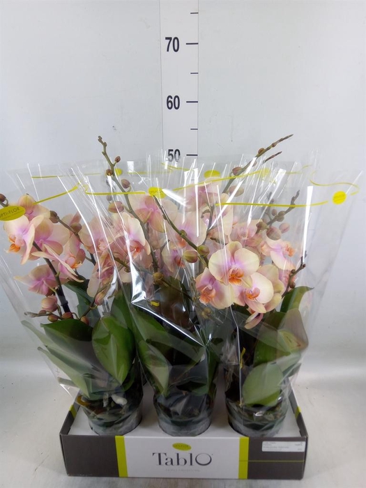<h4>Phalaenopsis   ...yellow</h4>