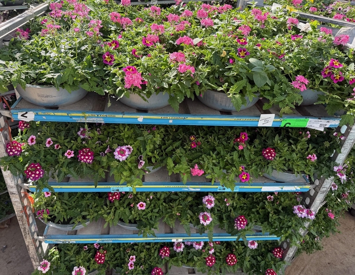 <h4>PERKPL GEM IN POT</h4>