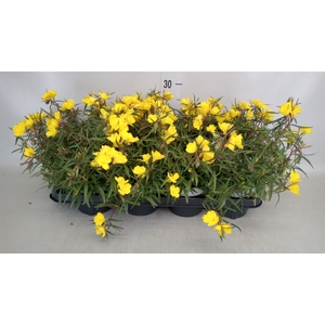 Oenothera  'African Sun'