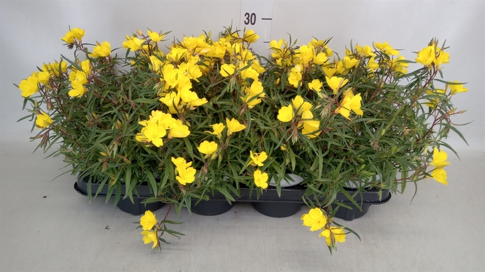 Oenothera  'African Sun'