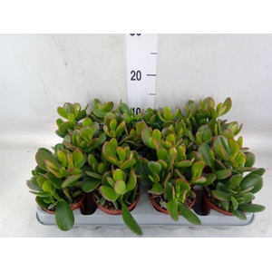 Crassula ovata 'Sunset'