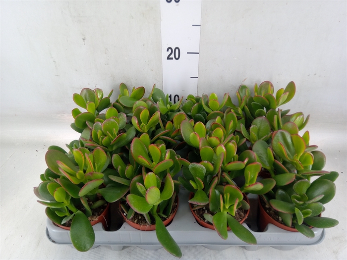 <h4>Crassula ovata 'Sunset'</h4>