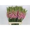 Antirrhinum Potomac Early Pink