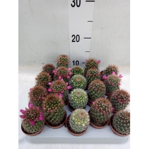 Cactus   ...flowering mix