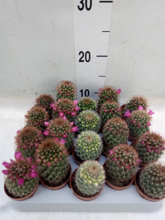 <h4>Cactus   ...flowering mix</h4>