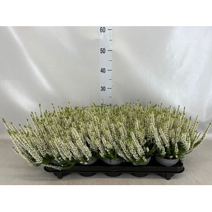 Calluna vulg. 'Beauty L Venca'
