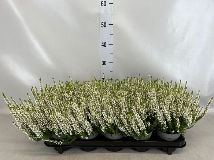 <h4>Calluna vulg. 'Beauty L Venca'</h4>