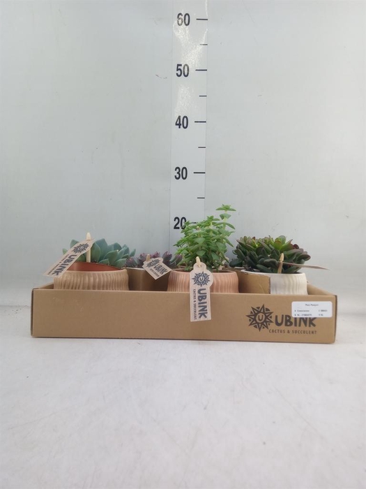 <h4>Succulents ...</h4>