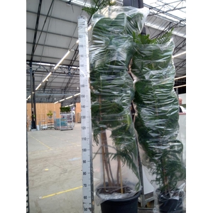 Araucaria heterophylla