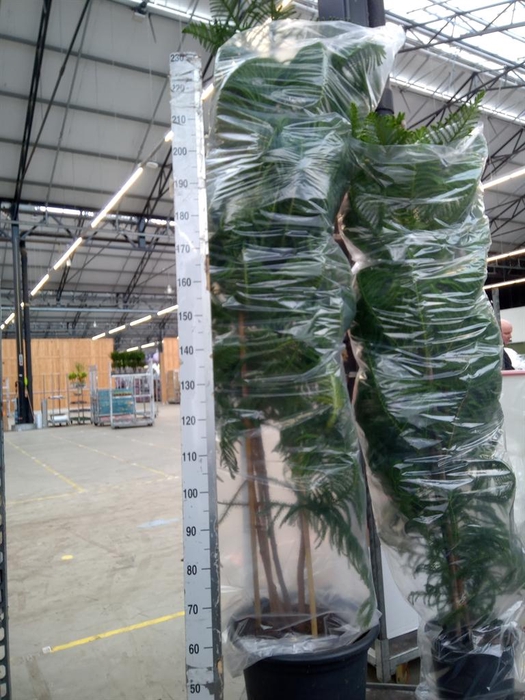 <h4>Araucaria heterophylla</h4>