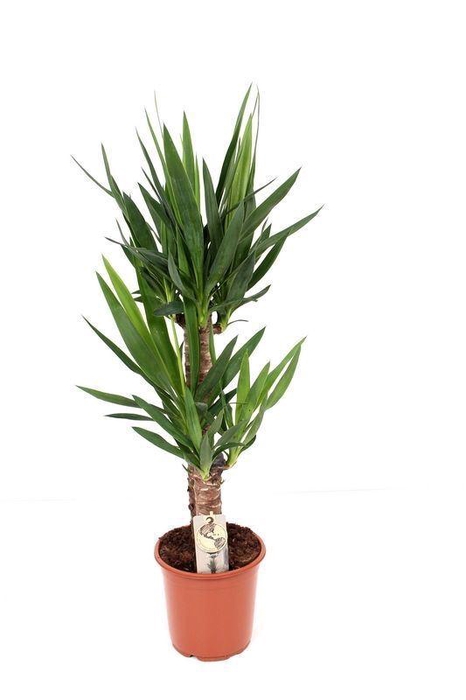 <h4>Yucca</h4>