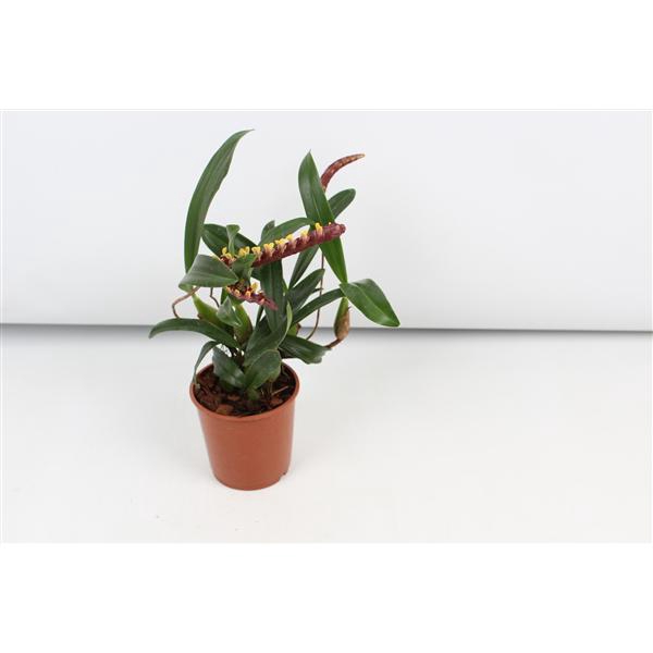 <h4>Bulbophyllum</h4>