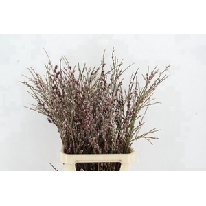 SALIX RED PASSION 100CM